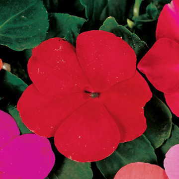 red red flower seeds