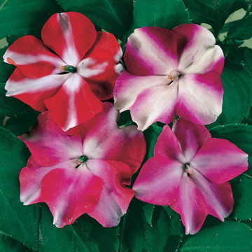star mix flower seeds