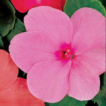 pink pink flower seeds