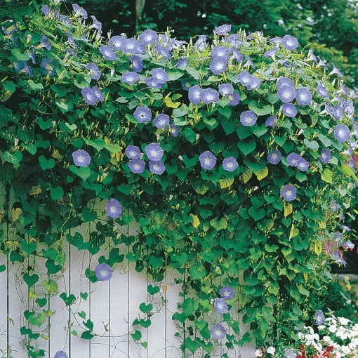blue blue flower seeds