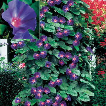 purple star flower seeds