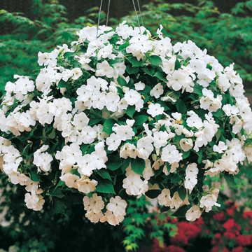 white white flower seeds