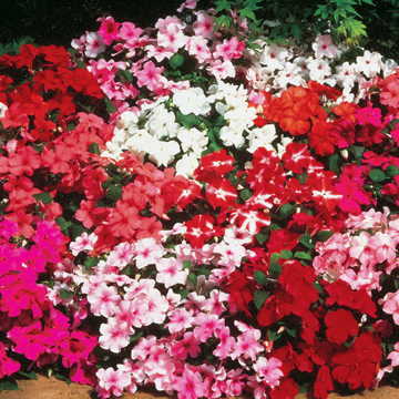 accent mix flower seeds