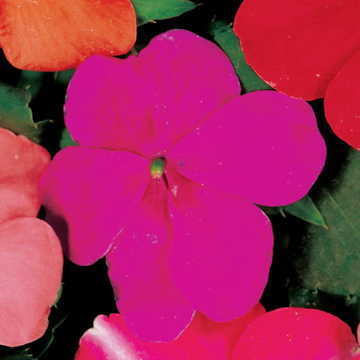 violet violet flower seeds
