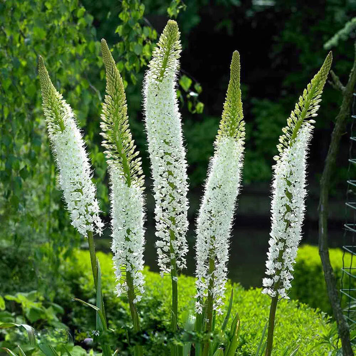 Foxtail Lilly Flower Seeds White – Heirloom Non-GMO Organic Garden Seeds