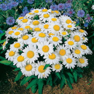 white snow flower seeds