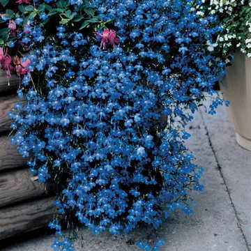 blue blue flower seeds