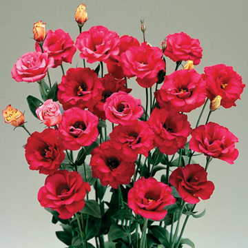 red red flower seeds
