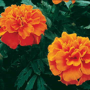 orange orange flower seeds