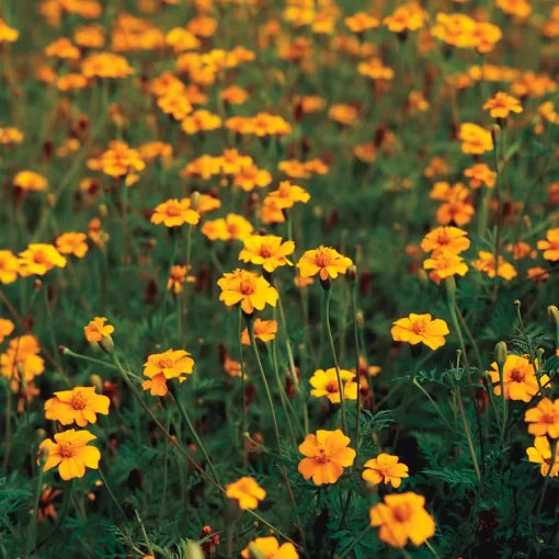golden yellow flower seeds