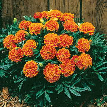 red orange flower seeds