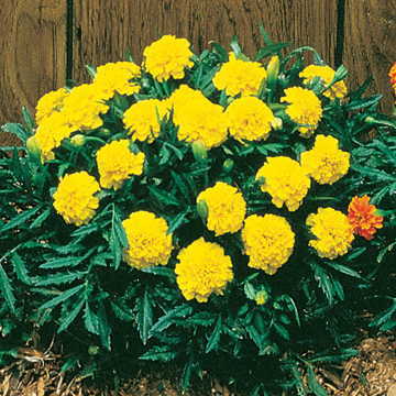 yellow yellow flower seeds