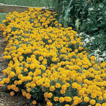 yellow yellow flower seeds