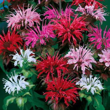 panorama bee flower seeds