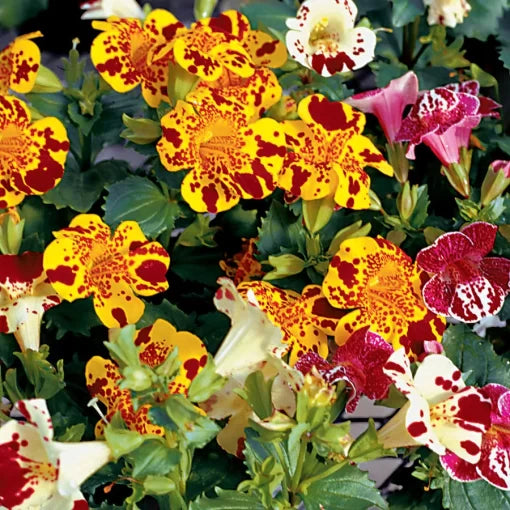 magic blotch flower seeds