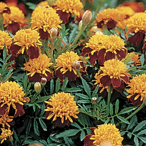 golden red flower seeds