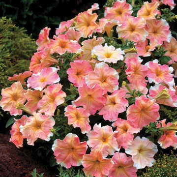 flambe petunia flower seeds