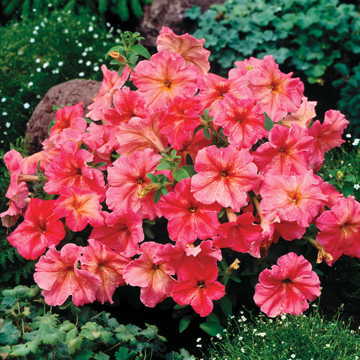 pink fragolino flower seeds