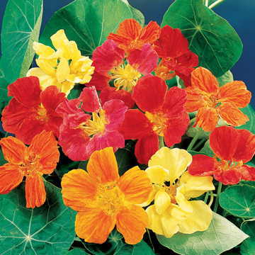 whirlybird mix flower seeds