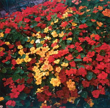 fragrant giants flower seeds