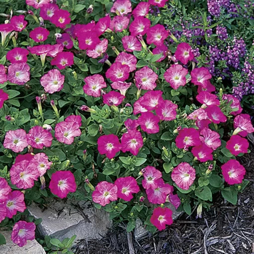 pink rosy flower seeds