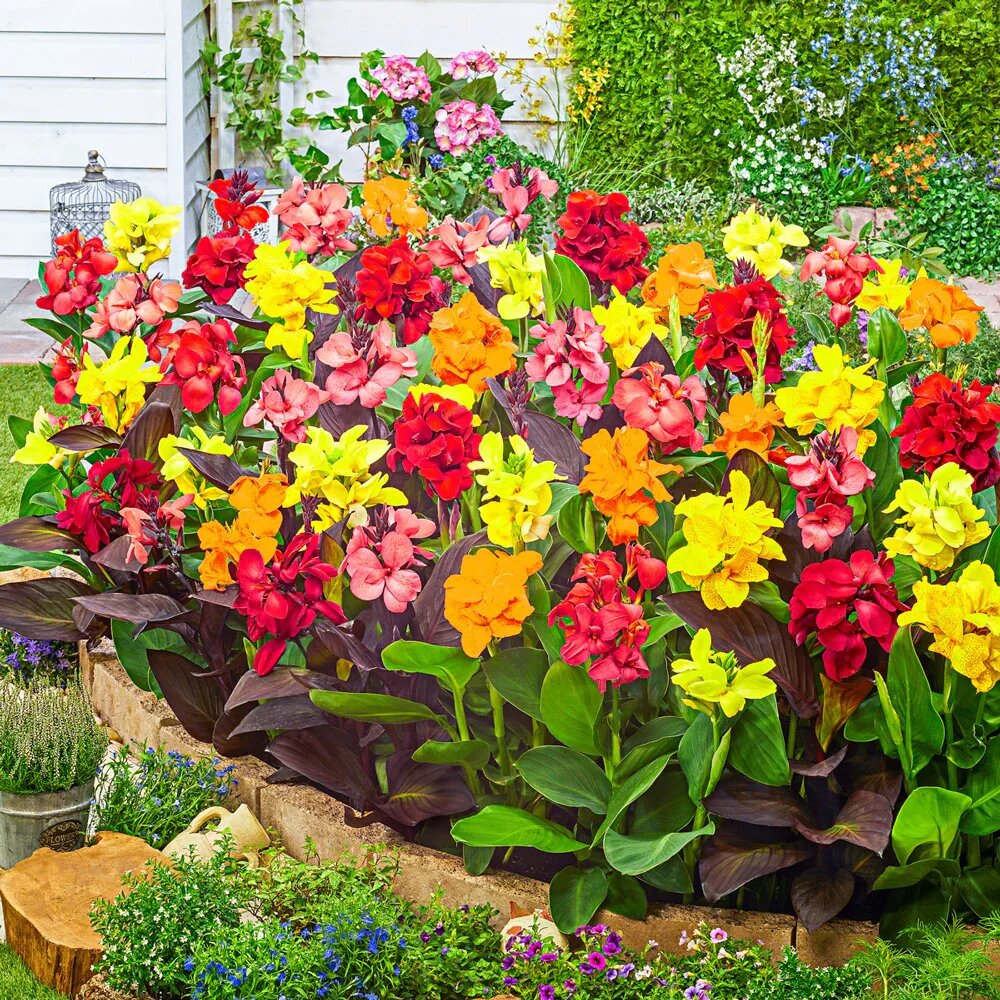 Canna Flower Seeds Mixed – Heirloom, Non-GMO, High Germination Organic Garden Seeds