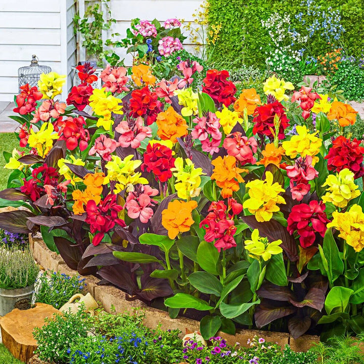 Canna Flower Seeds Mixed – Heirloom, Non-GMO, High Germination Organic Garden Seeds