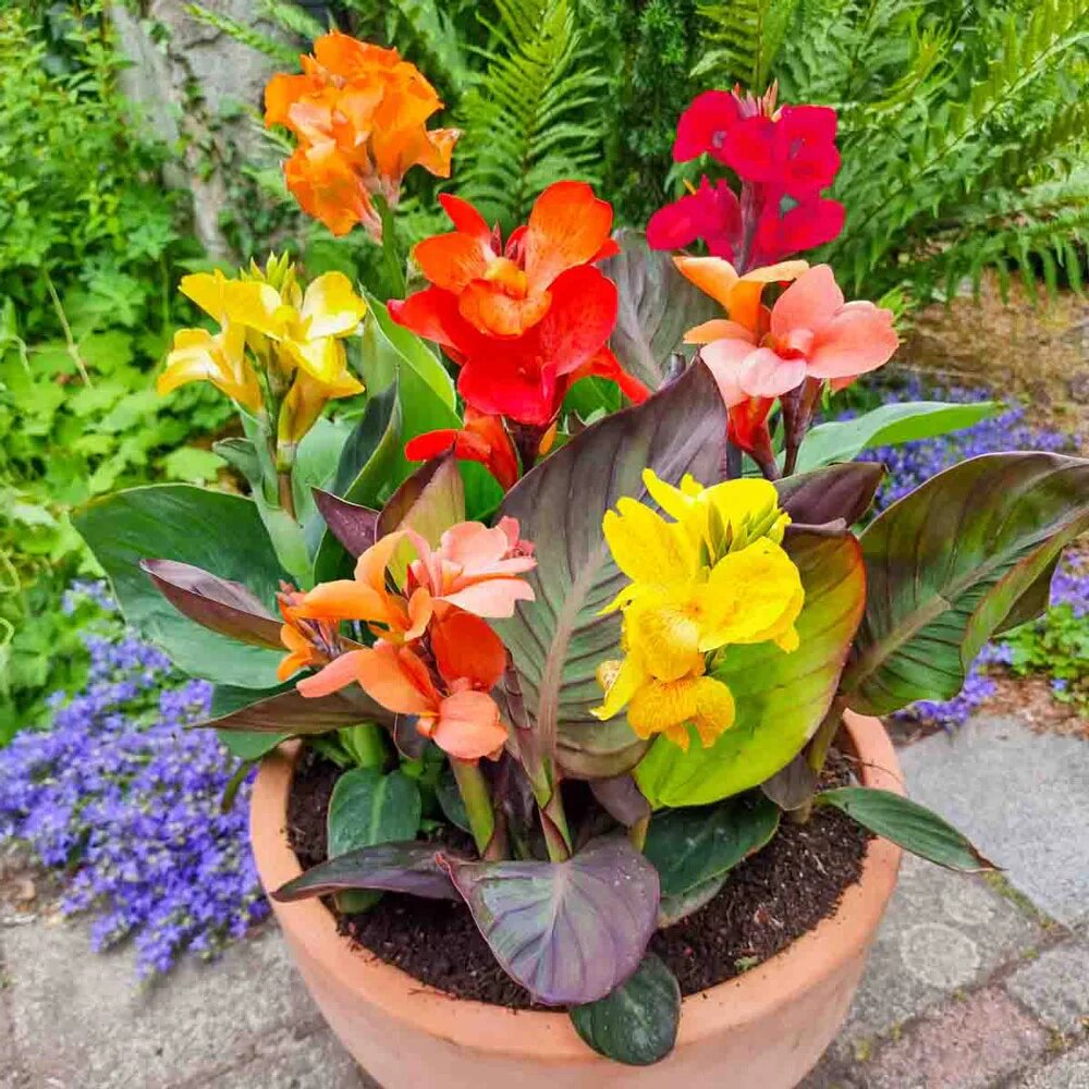 Mixed Canna Lily Flower Seeds – Heirloom, Non-GMO, High Germination Organic Garden Seeds