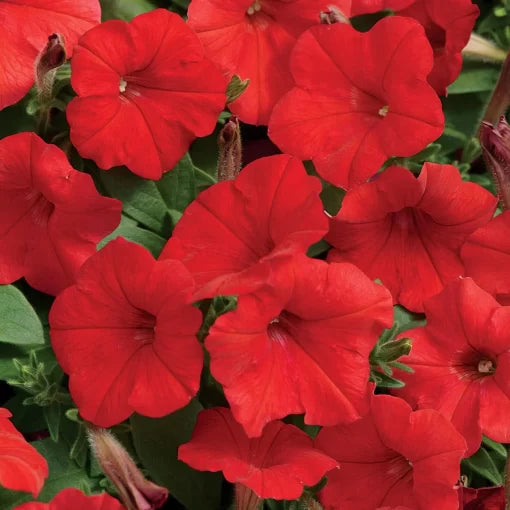 red red flower seeds