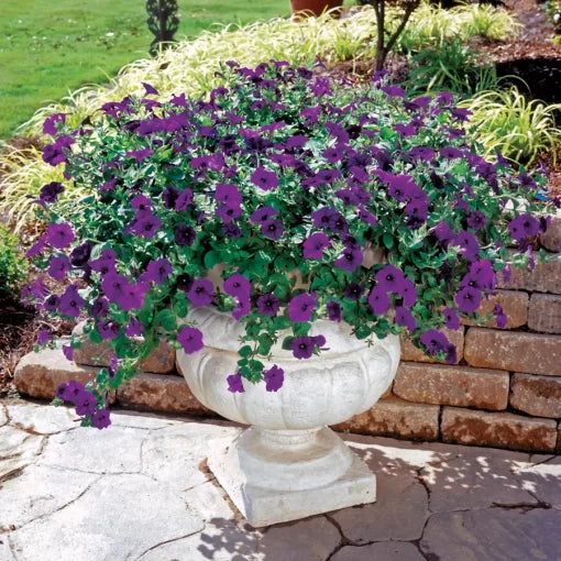 blue blue flower seeds