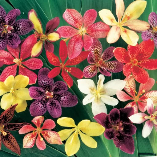 candy lily flower seeds