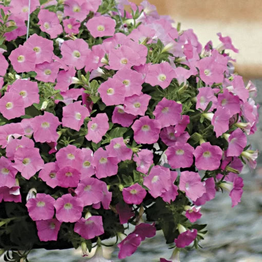 pink pink flower seeds