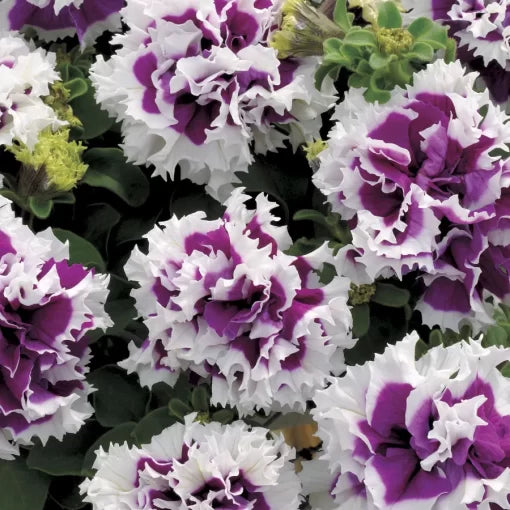 purple pirouette flower seeds