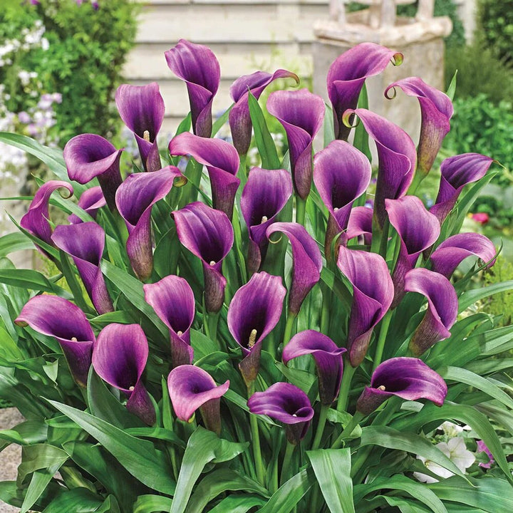 Violette Calla-Lilien-Blumensamen – Heirloom, gentechnikfrei, hohe Keimrate, Bio-Gartensamen