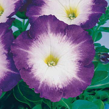 blue blue flower seeds