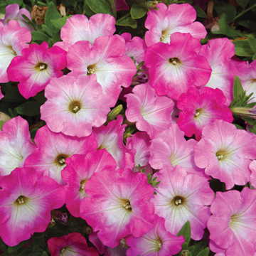 pink pink flower seeds