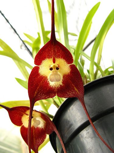 Brown Monkey Face Orchid Flower Seeds – Heirloom, Non-GMO, High Germination Seeds