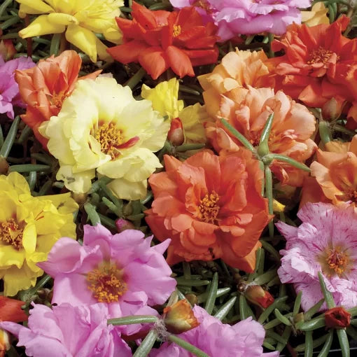 sundial mix flower seeds