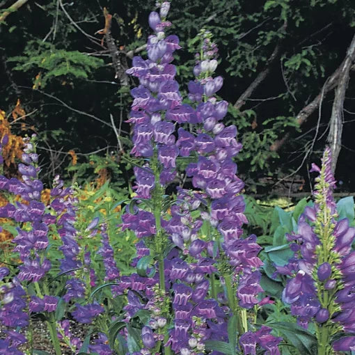 blue purple flower seeds
