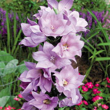 lavender lavender flower seeds