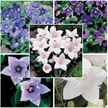 blue pink flower seeds