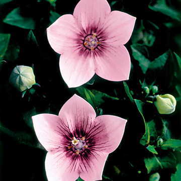 pink pink flower seeds