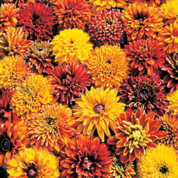 cherokee sunset flower seeds