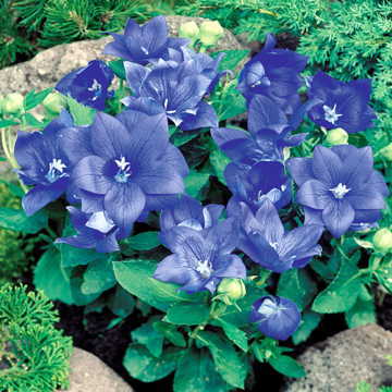 blue blue flower seeds