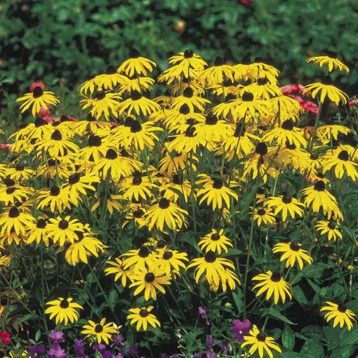black goldsturm flower seeds