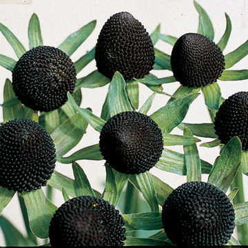 green green flower seeds