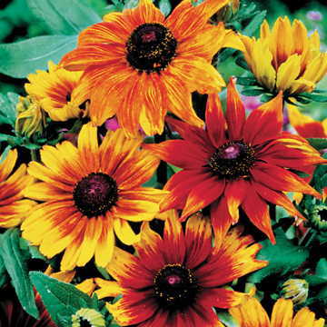 autumn colors flower seeds