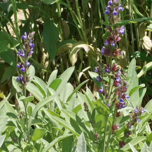 sage herb flower seeds