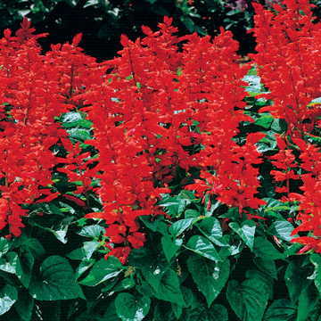 red flare flower seeds