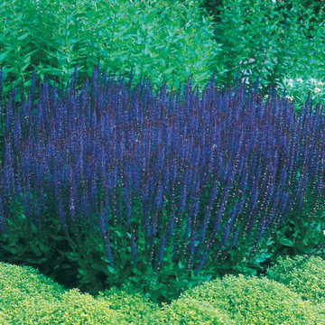 blue blue flower seeds